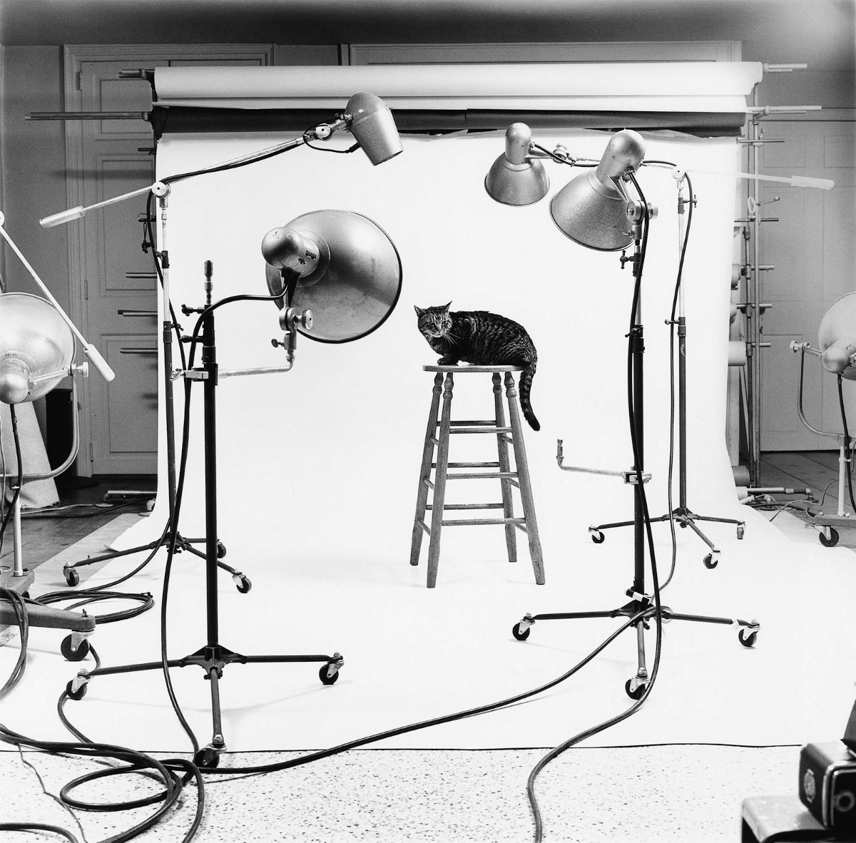 #20 A cat stars in a photo shoot for a Friskies cat-food campaign in 1966.