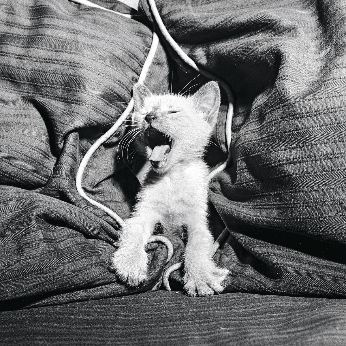 #4 A Siamese cat yawns in 1950.