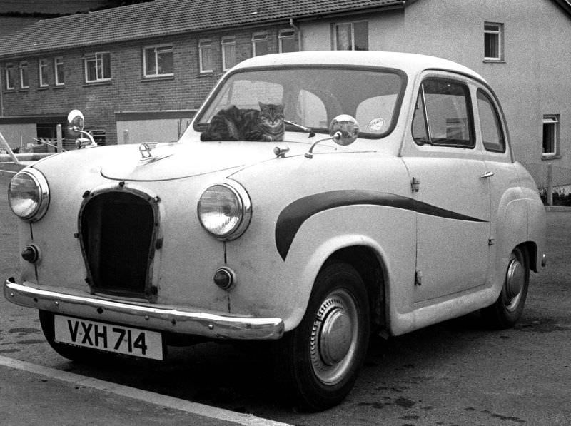 #5 Cat on an Austin A35 hood, Totnes, Devon, 1970
