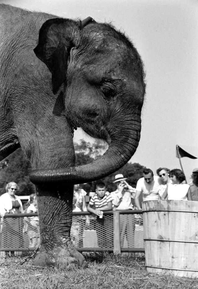 #10 Elephant, Brookfield Children’s Zoo in Chicago, 1953.