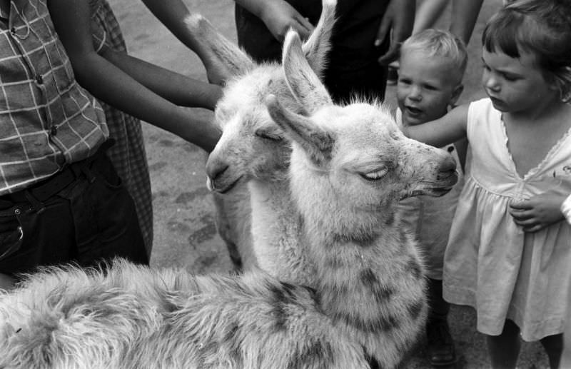 #5 Baby llamas at the Brookfield Children’s Zoo in Chicago, 1953.