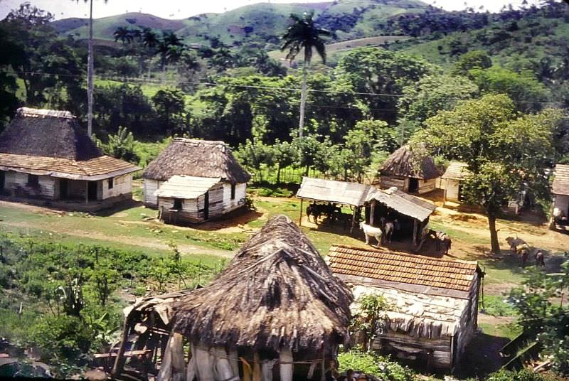 #11 Farm animals and different roofs, Cuba, 1950