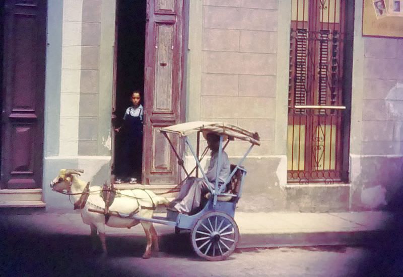 #14 Havana. Goat and small buggy, Cuba, 1950