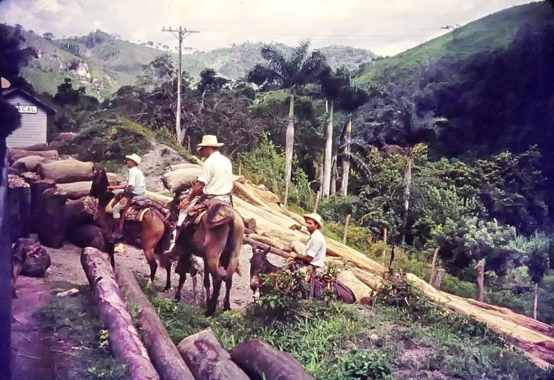#18 Men on horseback handling logs, Cuba, 1950