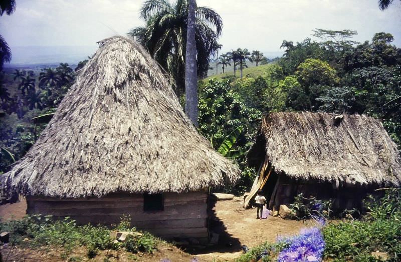 #24 Thatched houses, Cuba, 1950