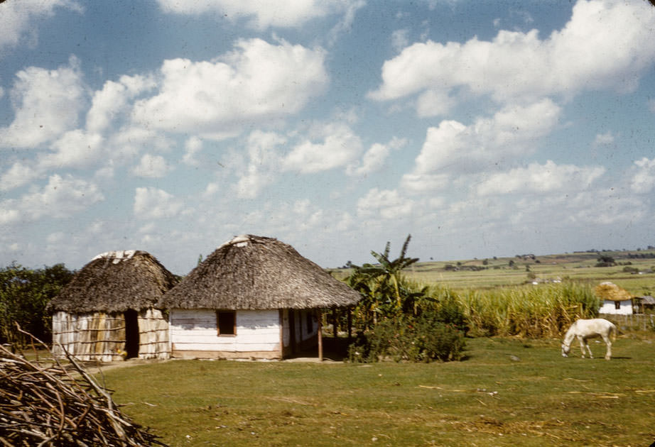 #13 Houses with thatched roofs, white horse grazing