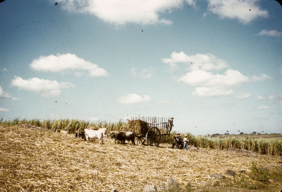 #14 Loading sugarcane near Ramona or Humagea, Cuba, 1956