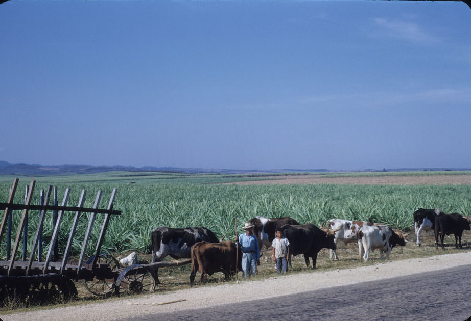 #15 Ox cart with caterpillar treads in back