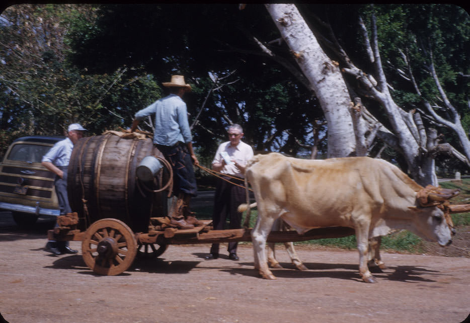 #16 Ox team pulling large wooden barrel