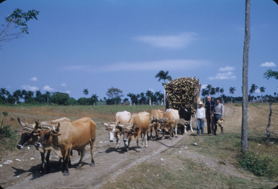 #17 Oxen pulling large wagon load of sugarcane