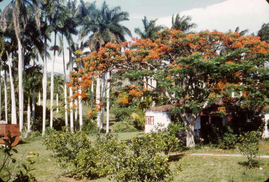 #19 Palms and flamboyan trees by house in Cuba