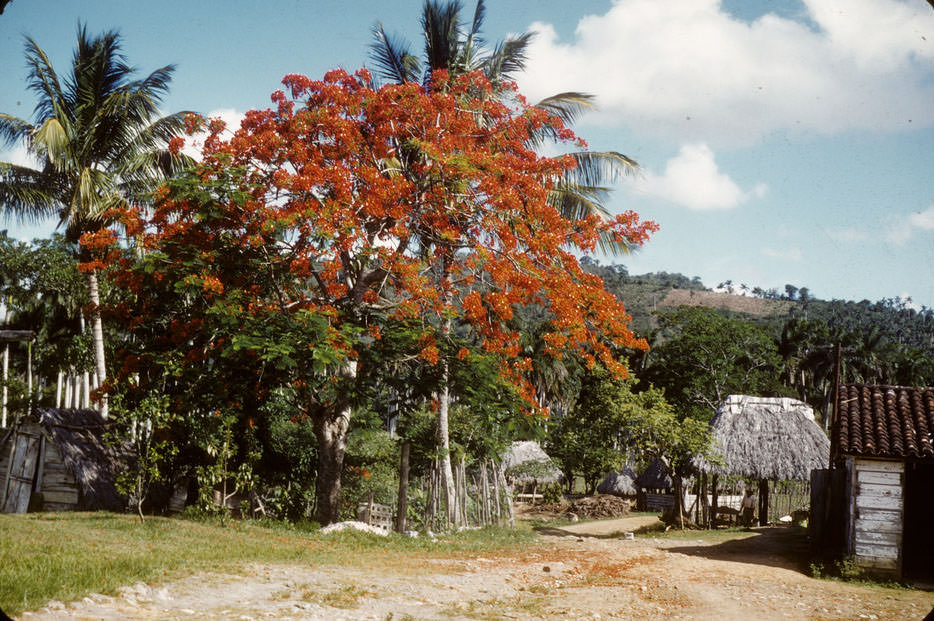 #6 Flamboyan, palms, thatched, tiled houses
