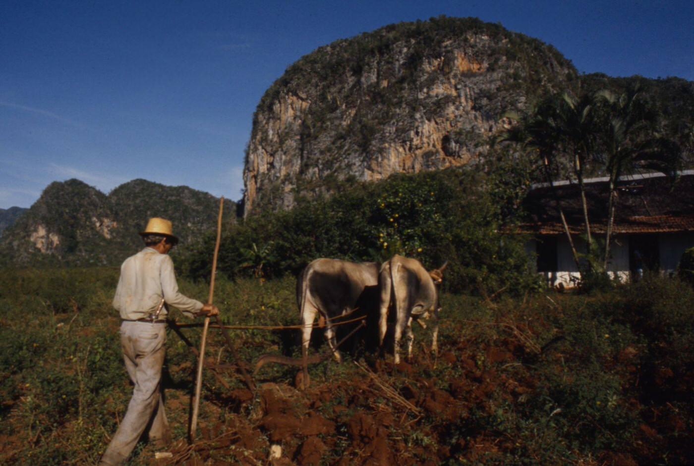 #1 Farmer plowing with oxen in the Vinales Valley, featured in ‘Closeup: Cuba – The Castro Generation’, Cuba, 1977.