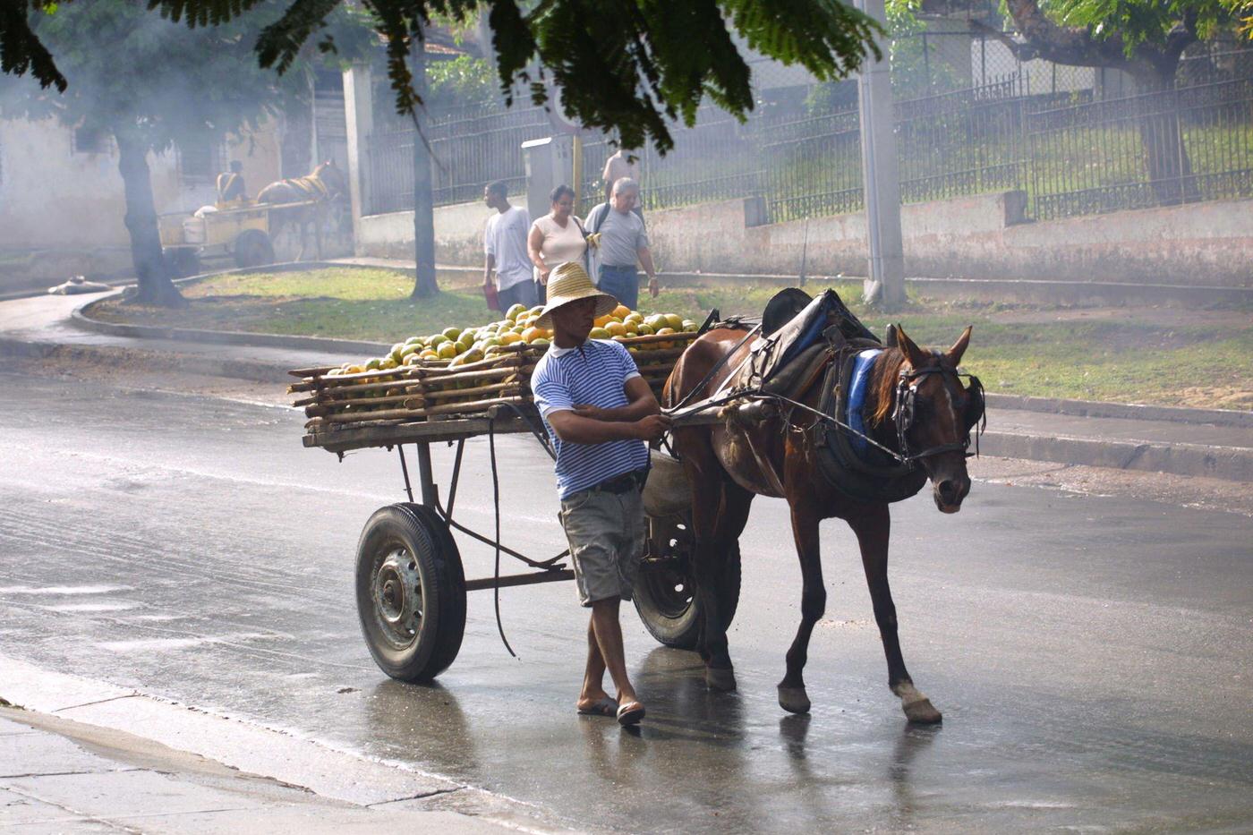 #24 Cuban peasant carrying mangoes on a horse-drawn cart, Cuba, 1990.