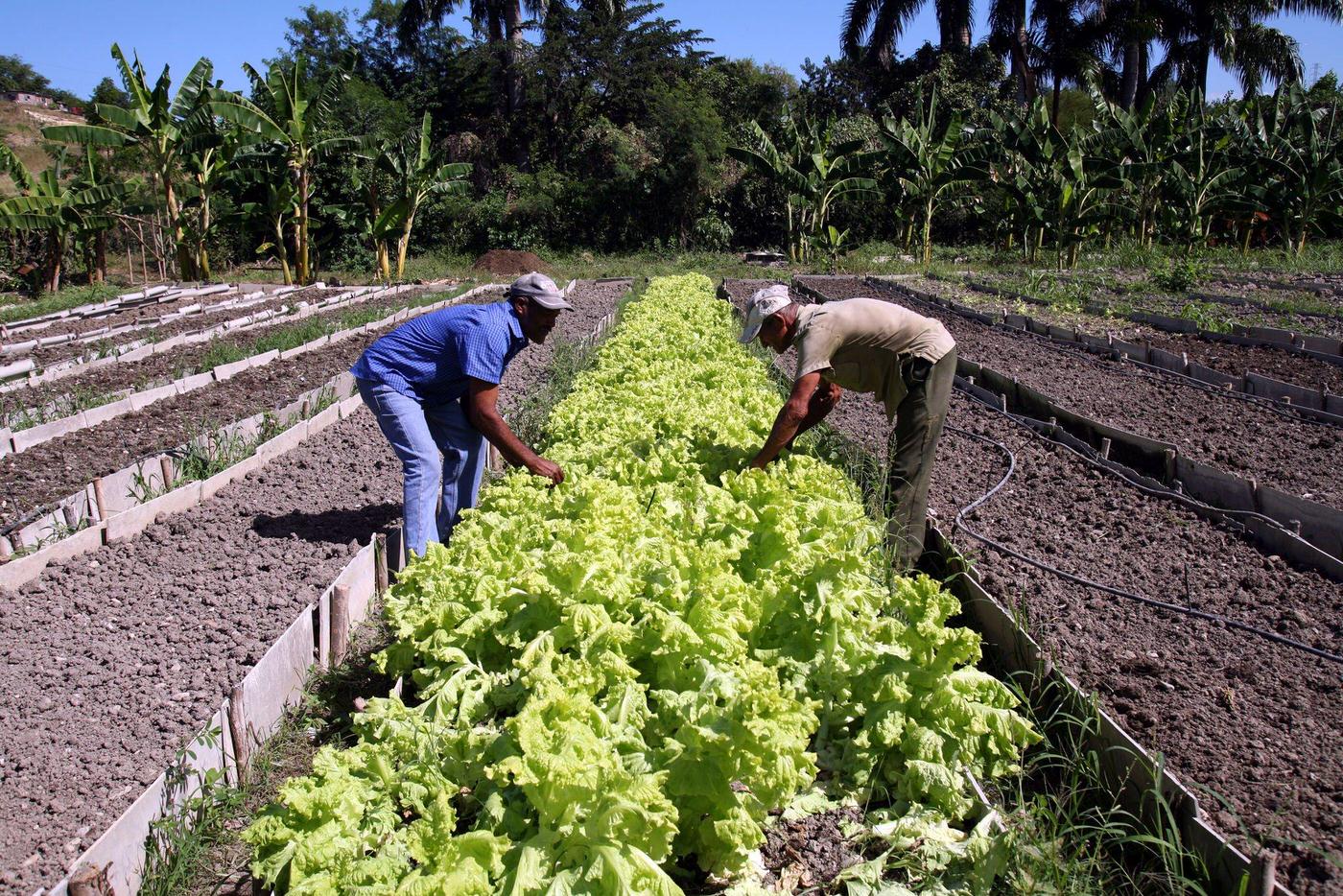 #40 Two Cuban peasants growing lettuce in Santiago de Cuba, Cuba, 1990.