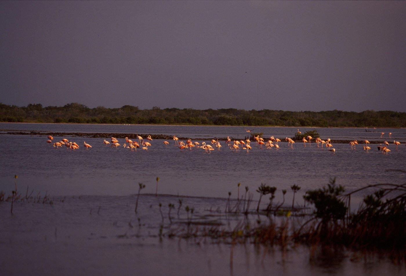 #9 Flamingos spending the winter in the sea of Cayo Coco Isle, Cuba, 1990s.