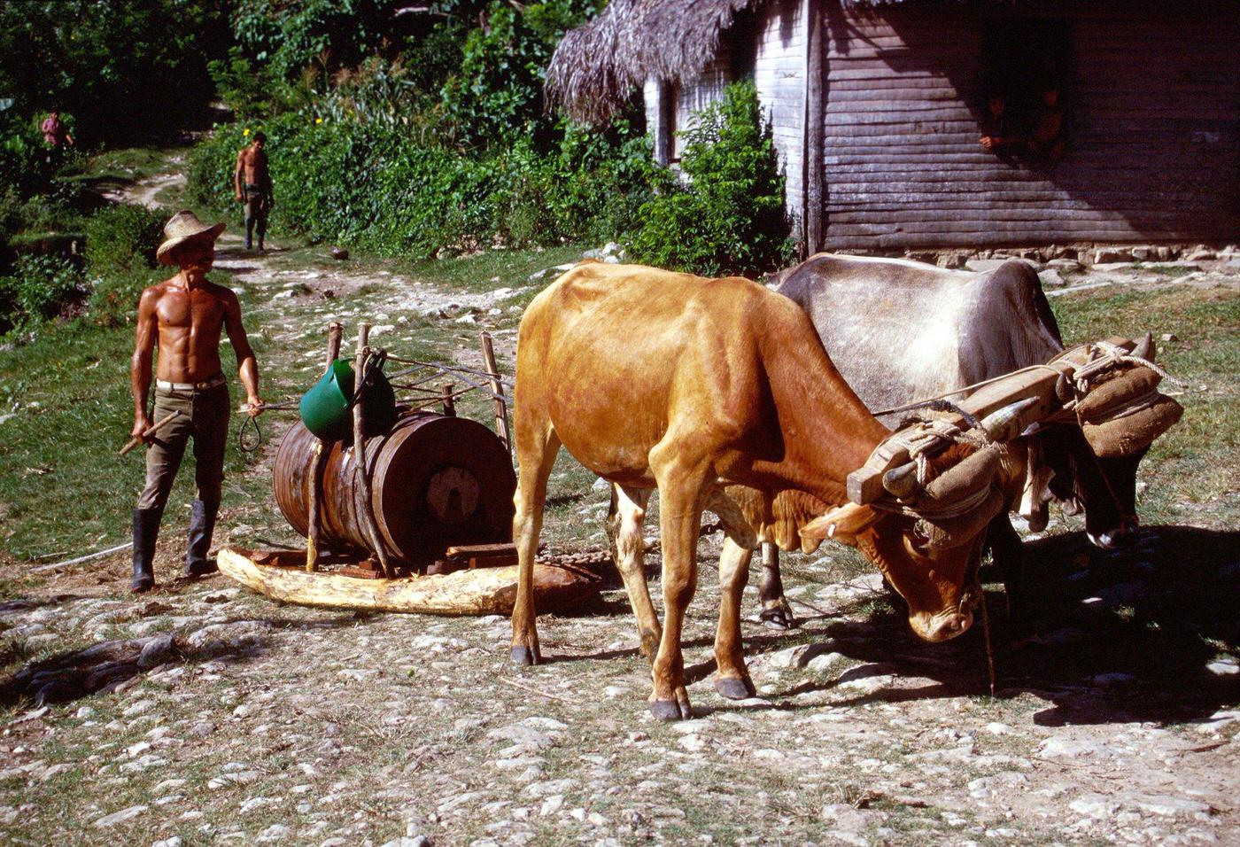 #13 Cuban peasant carrying a water tank using two oxen in the Sierra Maestra mountain range, Cuba, 1990s.