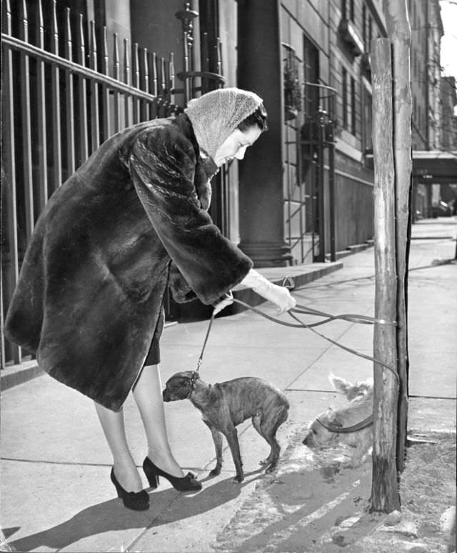 #21 Actress Cornelia Otis Skinner, clad in a sheared beaver fur coat, walking her dogs in New York City, 1944.
