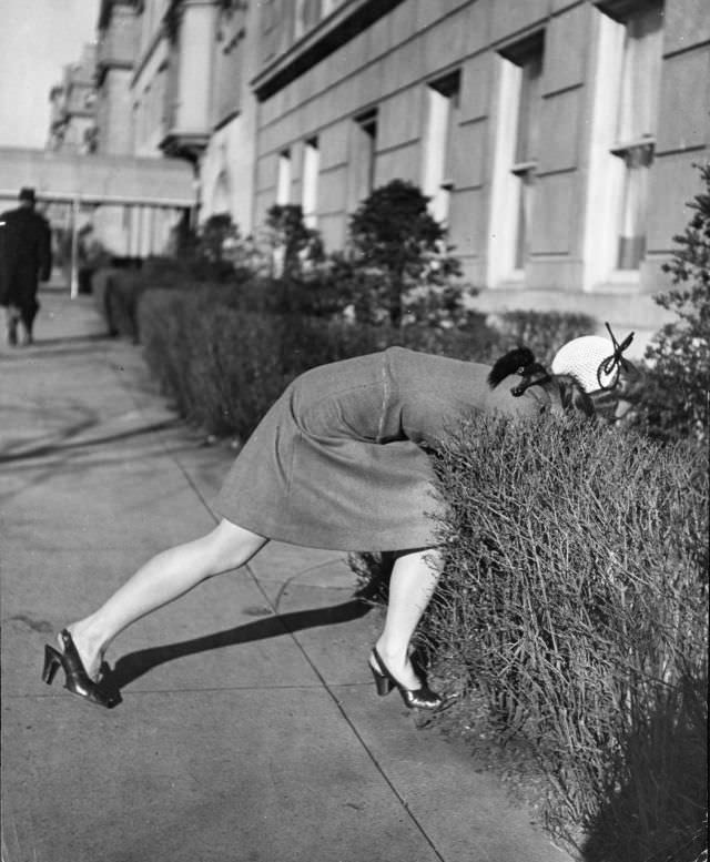 #3 Actress Joan Caulfield reached deep down behind a hedge to extract her West Highland terrier Witty, while trying to take him for a walk in New York City, 1944.