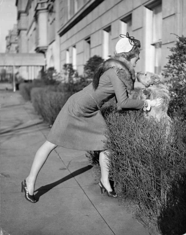 #4 Actress Joan Caulfield lifted her West Highland terrier Witty, out from behind a hedge, while trying to take him for a walk, 1944.