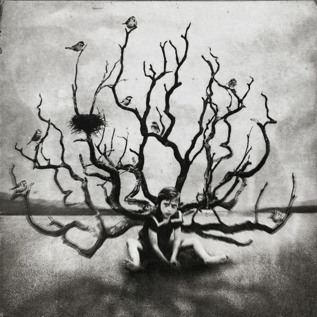 #16 Wings of Wood 2