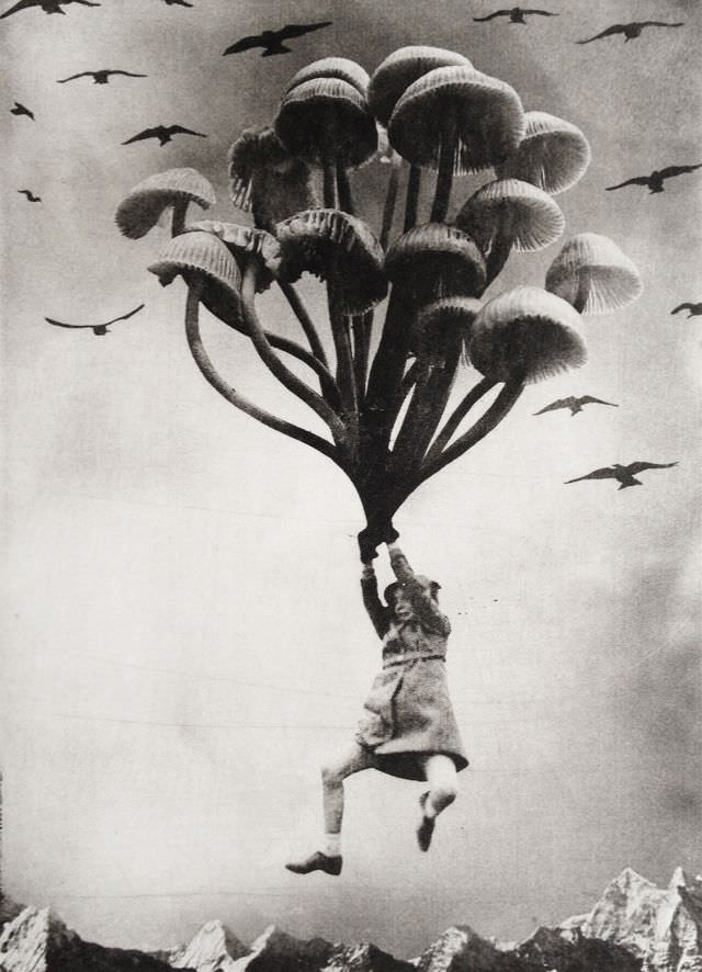 #20 The Girl and The Mushrooms