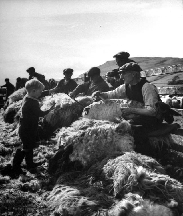#17 A four-year-old boy branded the newly sheared sheep with tar, Scotland, 1947.