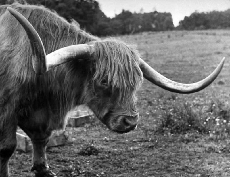 #18 A champion steer stood in a pasture, Scotland, 1947.