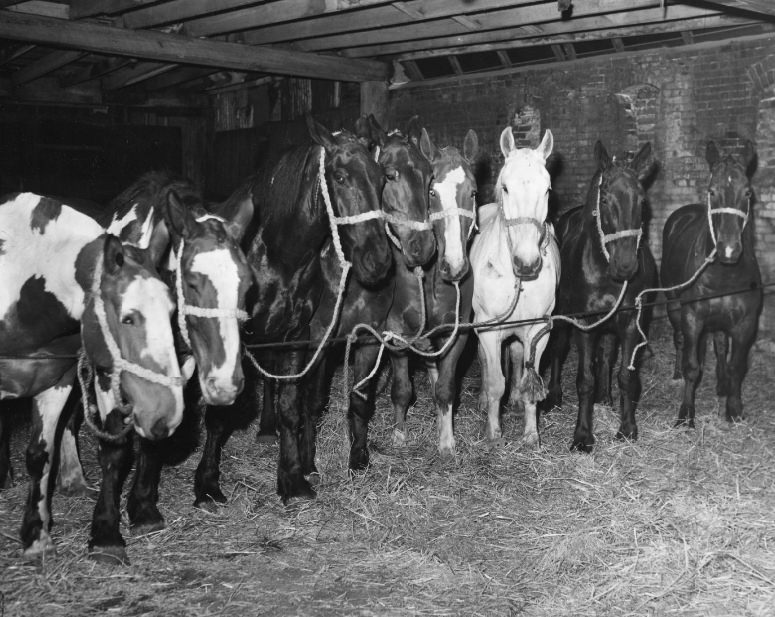 #116 Horse and Wagon Delivery Service, 1942