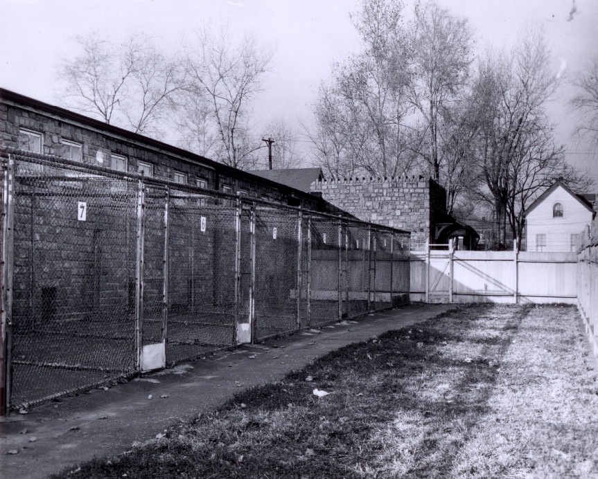 #157 Exercise kennels are available for warm weather. They adjoin inside cages, 1955