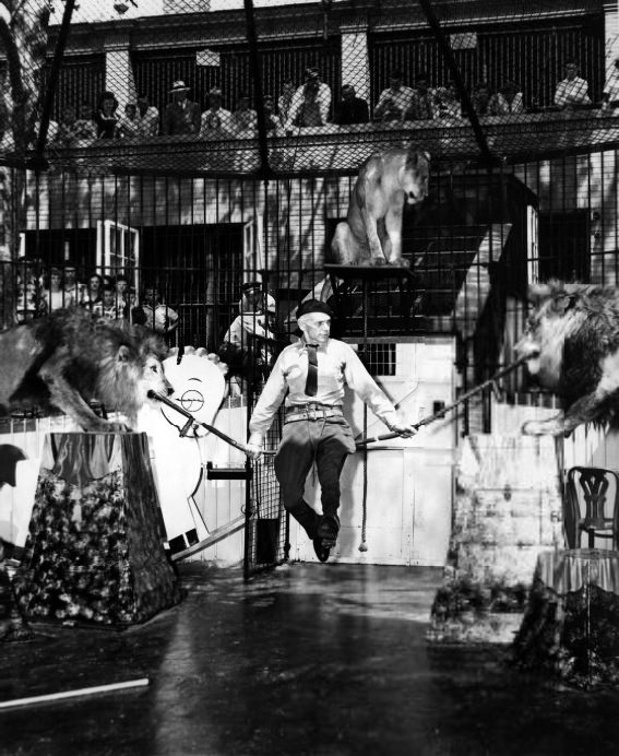 #37 St. Louis Zoo Lion Show, 1951