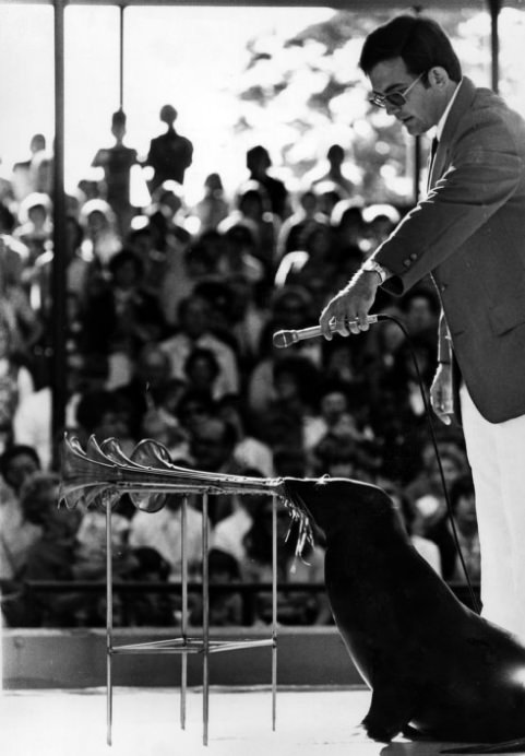 #52 St. Louis Zoo Seal Show, 1977