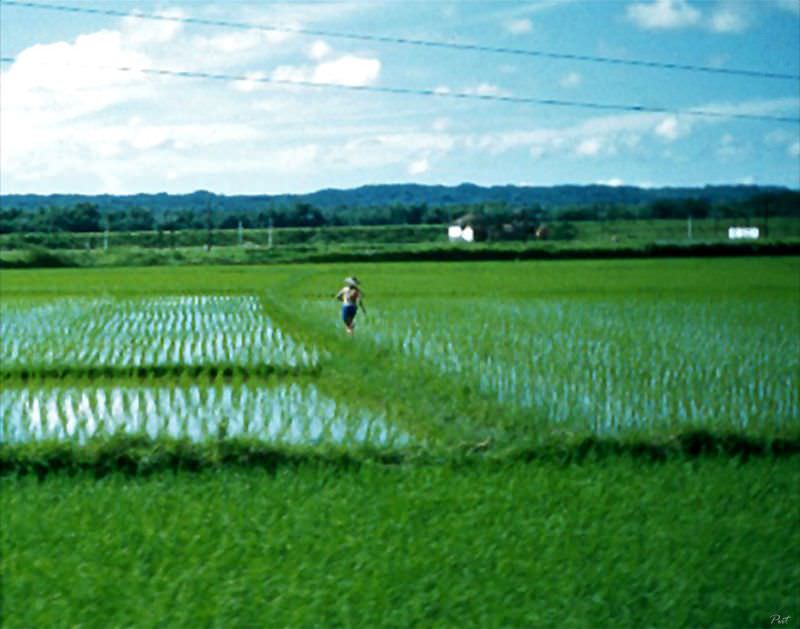 #23 Rice farmer in Taiwan, 1954