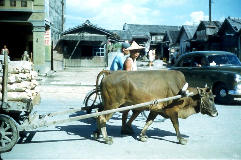 #38 Ox cart, Tainan, 1954