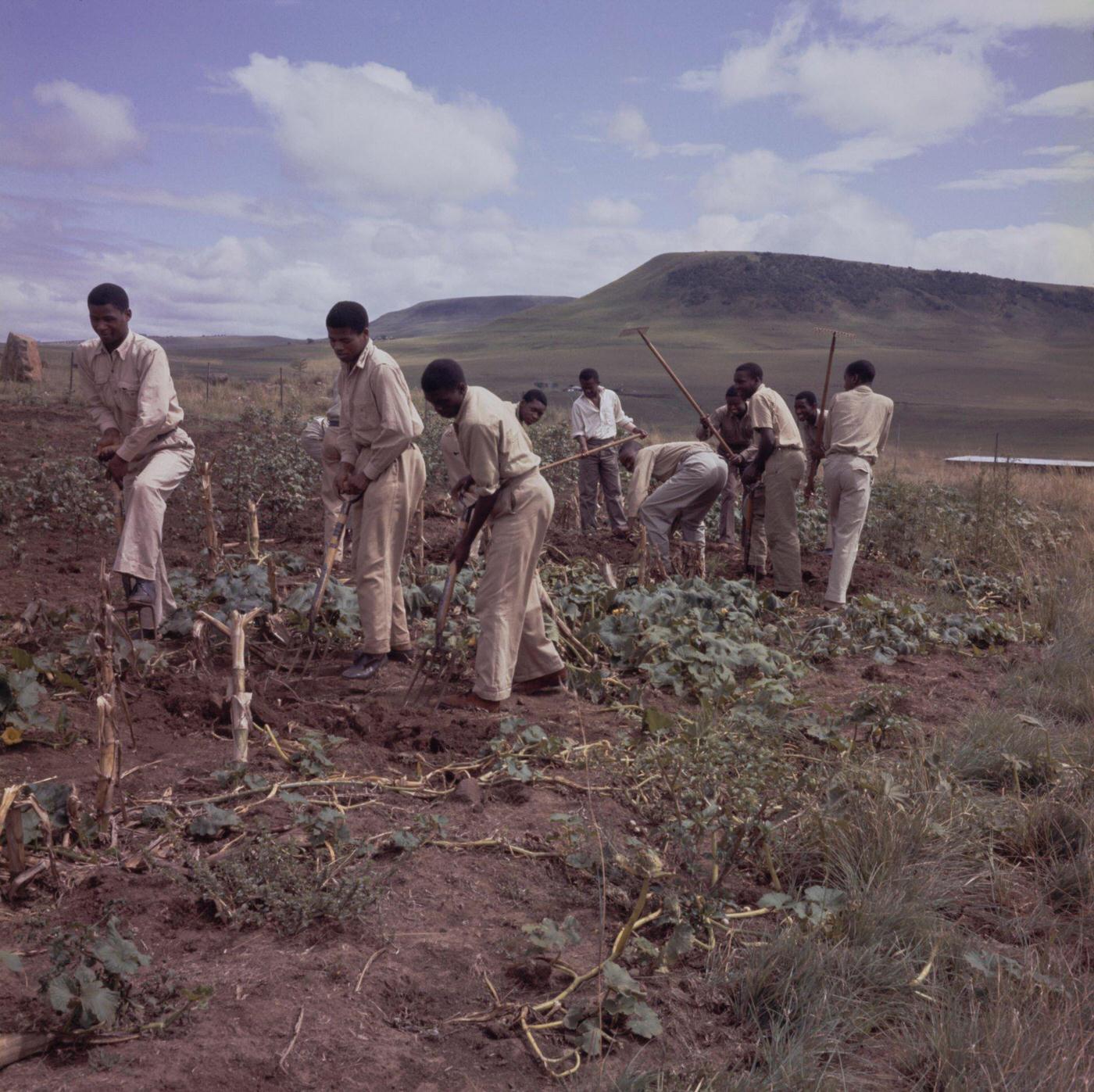 #43 Transkei Agricultural College, 1952