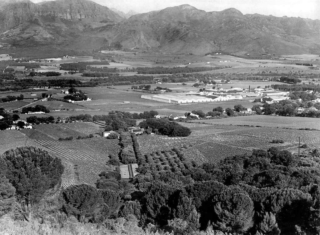 #57 Wine farm Laborie, Paarl, 1953.