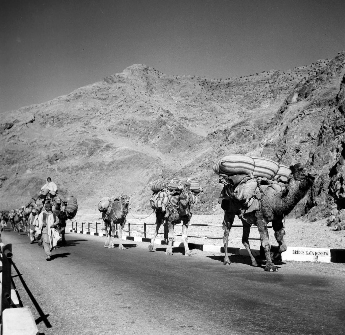 #8 Camel caravans coming from Kabul, Afghanistan through Khyber Pass, 1955.