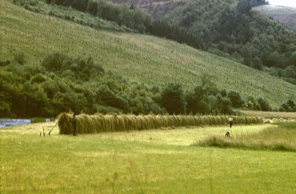 #39 Haystacks somewhere in the Rhineland, June 1958