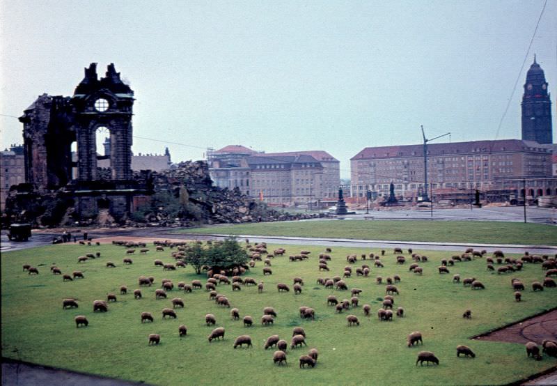 #237 Using sheep as municipal lawnmowers, Dresden