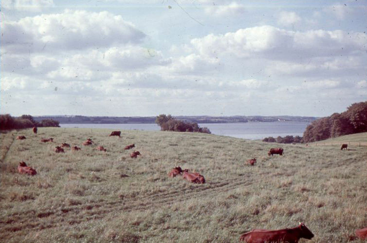 #8 Around Kappeln (Schlei), 1960s