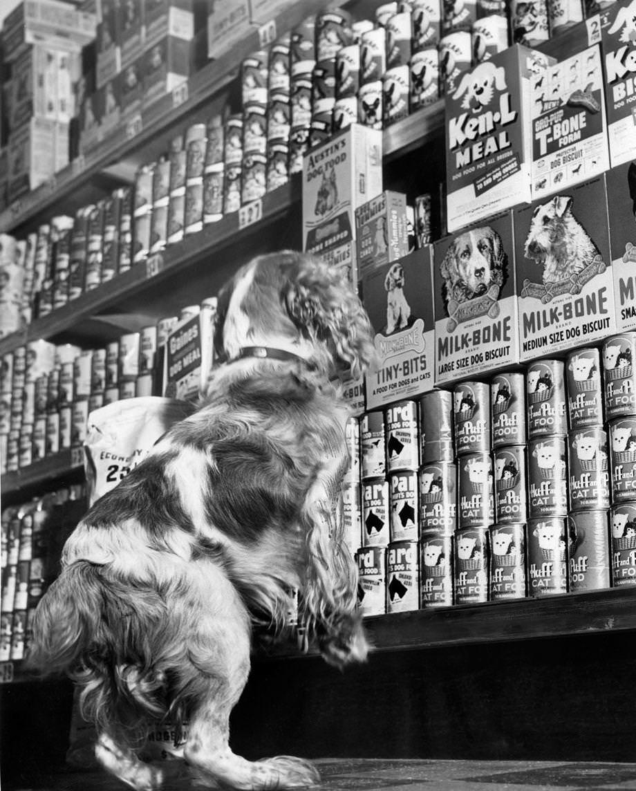 #101 Scoop sniffed around the pet food aisle at a grocery store in Richmond’s West End, 1944.