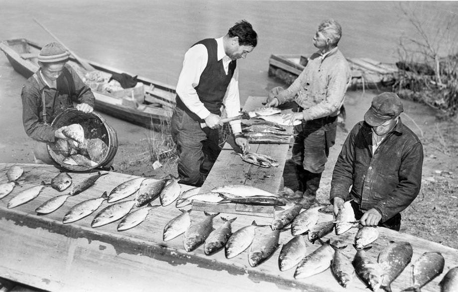 #156 The old-fashioned way the Pamunkey Indians in King William County cured the shad they caught, 1941.