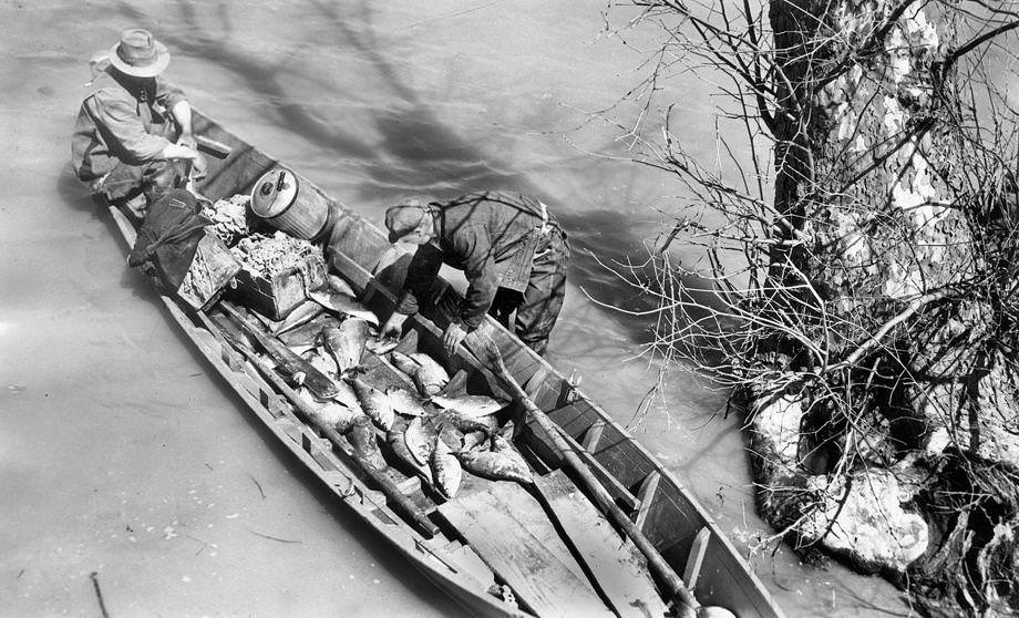#163 Pamunkey Indians returning with a catch of several dozen shad to the tribe’s King William County reservation, 1941.