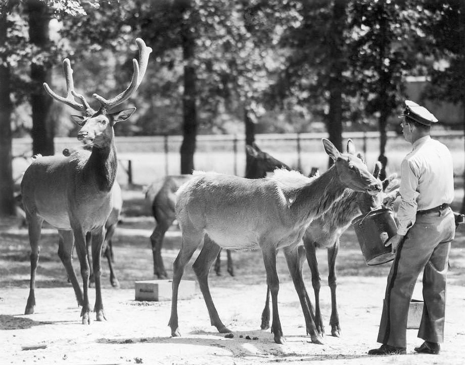 #183 Guard Herbert Barr fed the elk at the Army’s Richmond Quartermaster Depot at Bellwood in Chesterfield County, 1946.