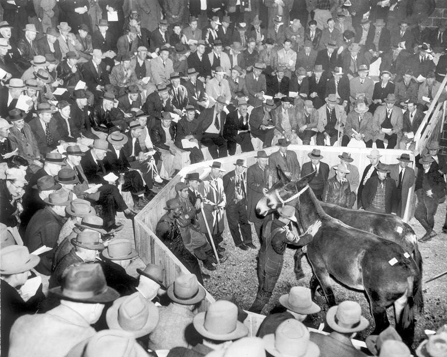 #214 Virginia farmers focused their eyes on two mules that were among 169 sold at the annual auction at the Richmond Stockyards, 1949.