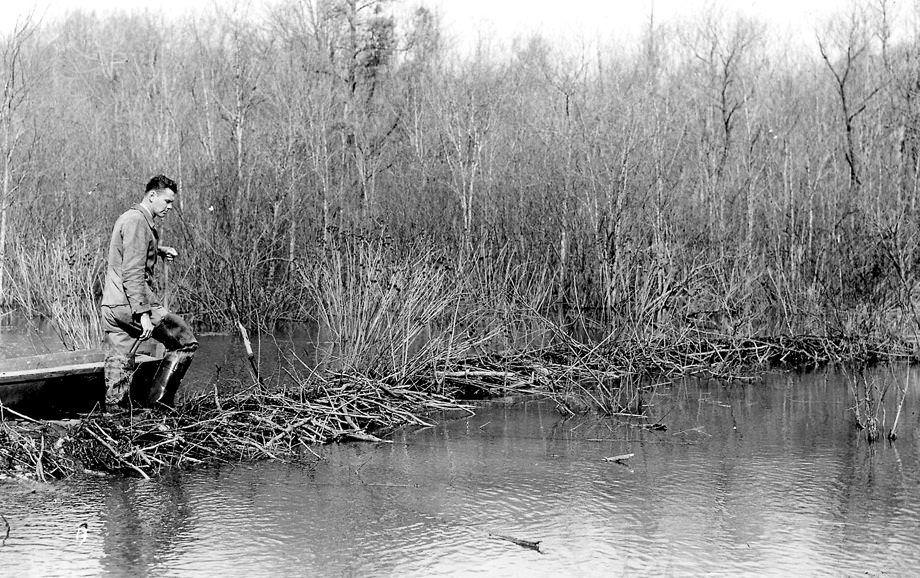 #67 Local game warden E.J. Gorman stood atop a dam in one of Chesterfield County’s nine beaver colonies, 1947.