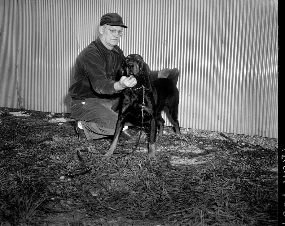 #117 W.H. Childress’ coonhound won best of breed at the Virginia Kennel Club’s 17th annual dog show at the Atlantic Rural Exposition fairgrounds, 1951.