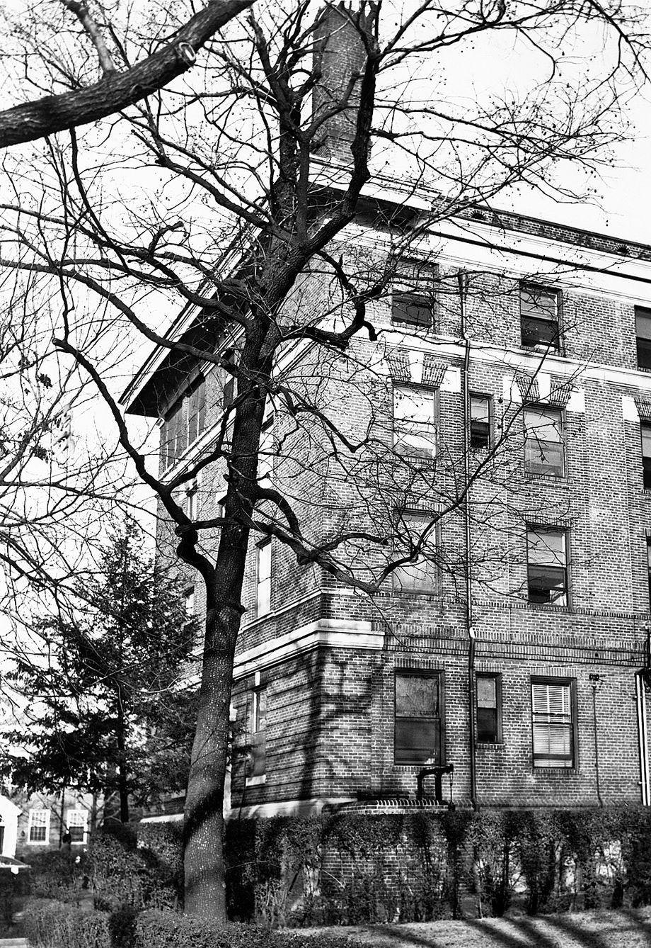 #119 The “Tummyache” persimmon tree in the back of Retreat for the Sick Hospital at Grove Avenue and Mulberry Street in Richmond, 1951.