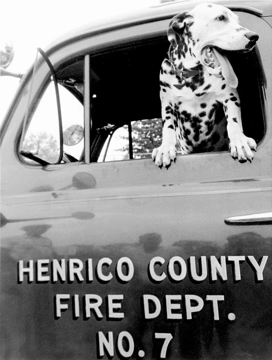 #139 Newt, the fire dog at the Henrico County Fire Department’s Station No. 7. The station was formed in 1948 as the Glenwood Farms Fire Department, serving the Mechanicsville Turnpike area, 1954.