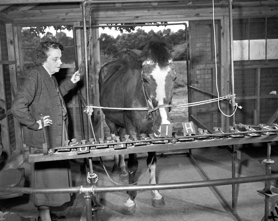 #173 Lady Wonder, Richmond’s psychic horse, spelled out a greeting when a reporter visited for her latest predictions, 1950.
